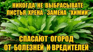 Листья хрена - об этом мало кто знает - спасают огород от вредителей и болезней! Ни какой химии!