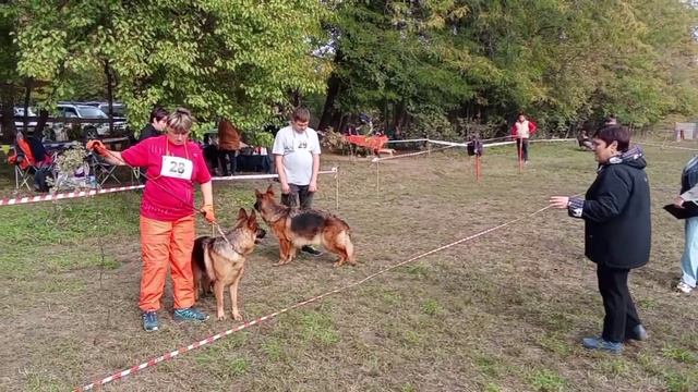 РАБОЧИЙ СУКИ / КЧК КРАСНОДАР 18 октября`25 Е.Медведева Моно немецких овчарок смотреть онлайн
