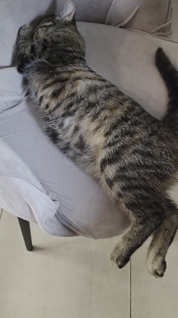 Сладкий сон