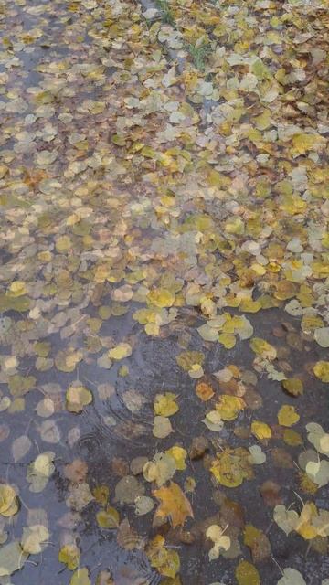 Дождь и листья / 2025