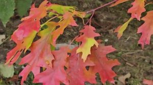 Позолоченная грусть