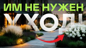 14 Растений, Которые Делают Двор, Как В Премиум-Жилом Комплексе