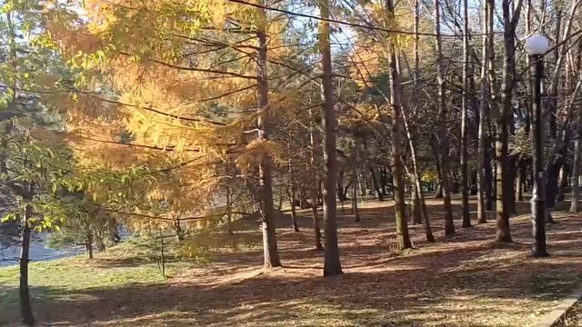 Золотая осень в парке Динамо (посвящается любимой теще)