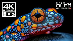 Фантастические кадры природы и животного мира. Релакс видео. 4K UHDR