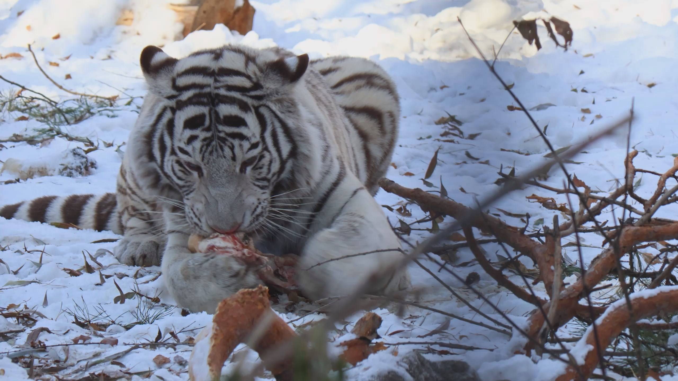 Перекус у бенгальского тигра Кови смотреть онлайн