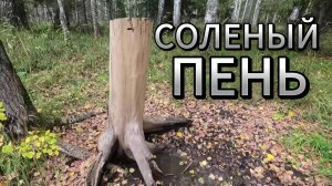 с лайкой на солонец