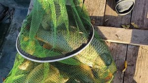 Рыбалка на Станьях. 24 октября.