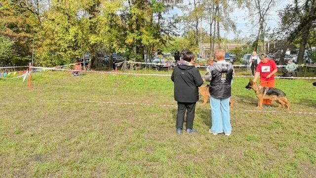 ЮНИОРЫ КОБЕЛИ / КЧК КРАСНОДАР 18 октября`25 Е.Медведева Моно немецких овчарок смотреть онлайн