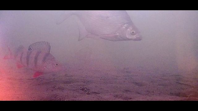 Интро канала смотреть онлайн