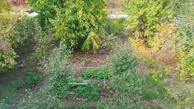 Участок сада и огорода, на котором растут различные растения. смотреть онлайн