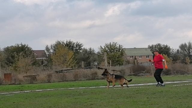 МОЛОДЫЕ КОБЕЛИ / КЧК РОСТОВ-НА-ДОНУ 19 октября`25 Е.Пудеев Моно немецких овчарок смотреть онлайн