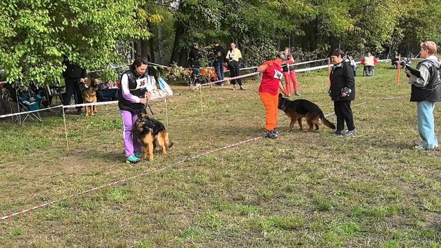 ЮНИОРЫ СУКИ ДШ / КЧК КРАСНОДАР 18 октября`25 Е.Медведева Моно немецких овчарок смотреть онлайн