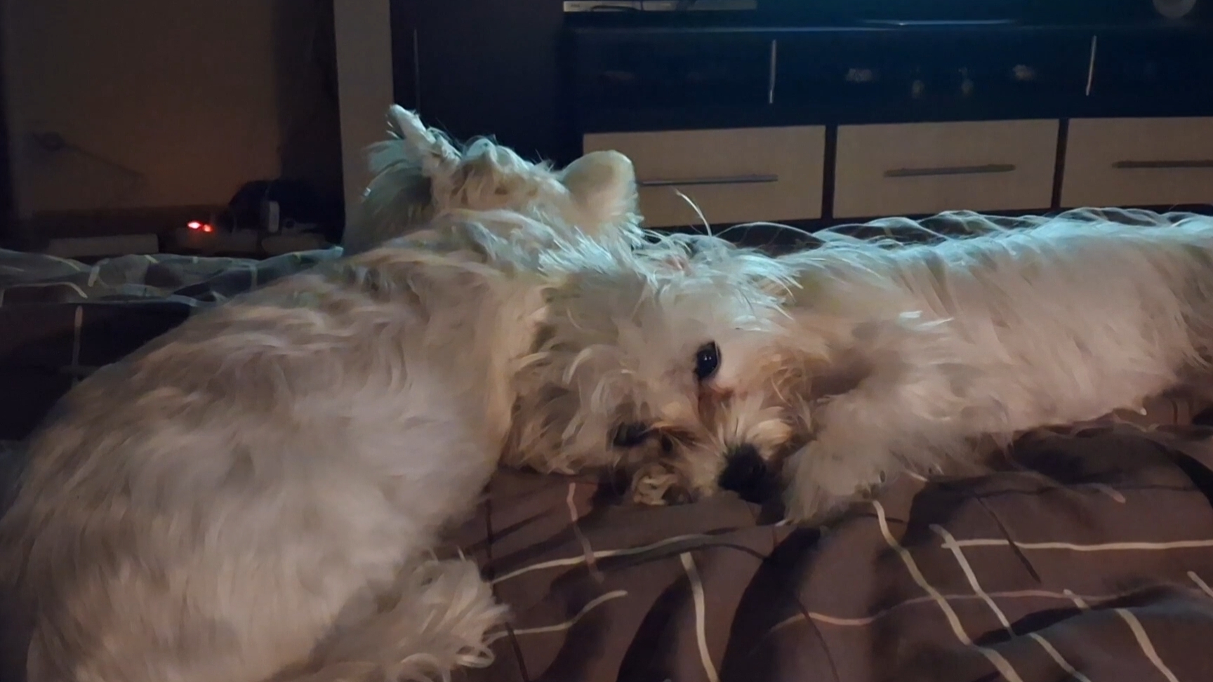 Хулиганы на отдыхе.... смотреть онлайн