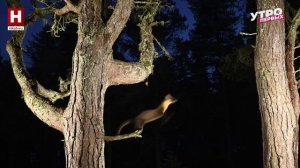 Животные калужских лесов | ЗООМАНИЯ