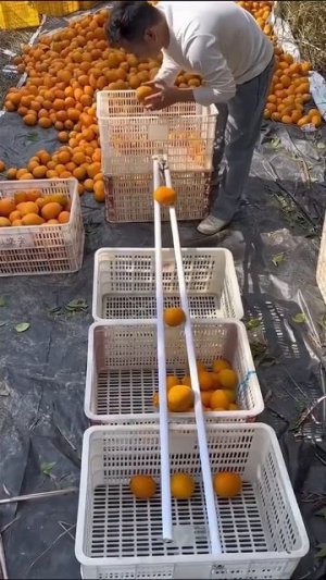 Быстрая сортировка фруктов😉👍