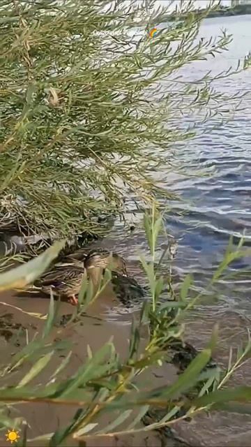 #прогулка #пляж #мост #волга # #лето2025 #красивыйдень #саратов #событиедня #16августа2025год #утки смотреть онлайн