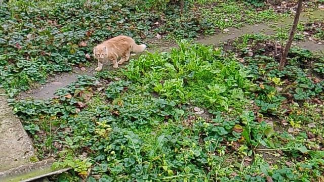 Длинношёрстная рыжая кошка на прогулке смотреть онлайн