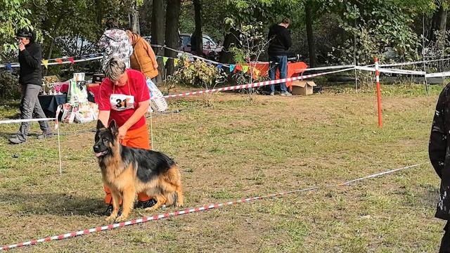 ЮНИОРЫ КОБЕЛИ ДШ / КЧК КРАСНОДАР 18 октября`25 Е.Медведева Моно немецких овчарок смотреть онлайн