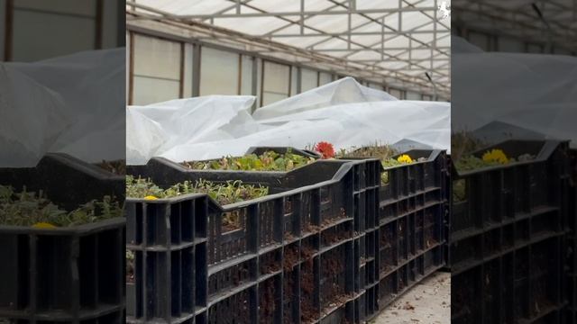 🌿 Ветеранов СВО познакомили с работой городского зеленого хозяйства смотреть онлайн