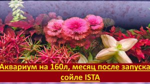Обзор аквариума на 180л, месяц после запуска на сойле ISTA.