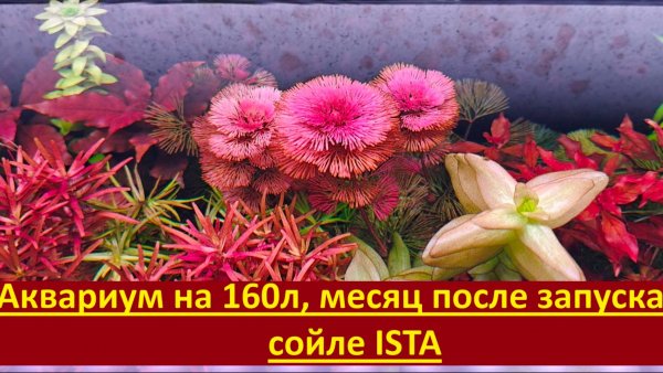 Обзор аквариума на 180л, месяц после запуска на сойле ISTA.