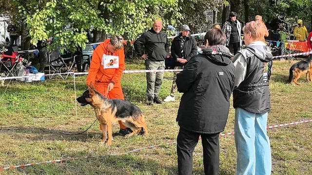 ПОДРОСТКИ КОБЕЛИ / КЧК КРАСНОДАР 18 октября`25 Е.Медведева Моно немецких овчарок смотреть онлайн