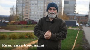 Кизильник блестящий