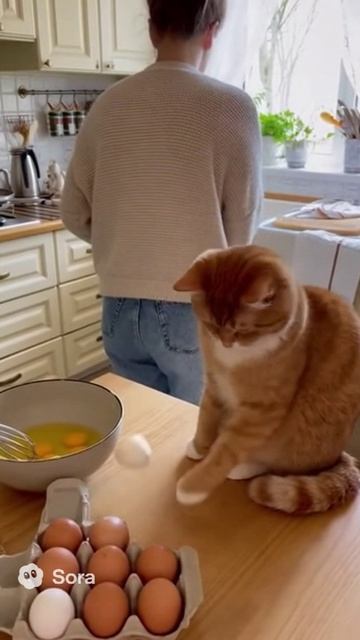 Кот помогает хозяйке взбить яйца смотреть онлайн