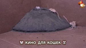 Видео для кошек про крысок развлекать питомцев 🐭🐀😂 (354)