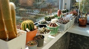 Новые кактусы из Китайской закупки. Обзор кактусов