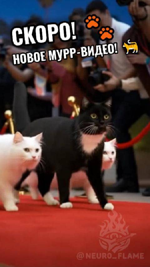 Черный Кот на красной дорожке! Самый крутой кот в мире уже близко! 😻 #04