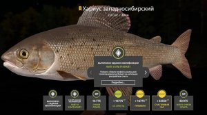 ЛУЧШИЙ ВОДОЕМ ДЛЯ ФАРМА НА СПИНИННГ, УНИКАЛЬНЫЙ РАЗДАЧИ НА МОРЕ И МЕДНОМ В РУССКОЙ РЫБАЛКЕ 4 РР4