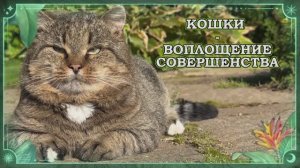 КОШКИ - воплощение совершенства
