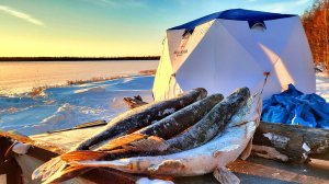 СЛУЧИЛОСЬ НЕПРЕДВИДЕННОЕ!!! ОСТАЛСЯ ОДИН НА ЛЬДУ! Рыбалка первый лед 2025-2026г.