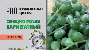 Сенецио (крестовник) Роули вариегатный. Обзор сорта. Необычное комнатное растение в коллекцию.
