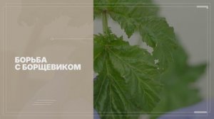 Новый биопрепарат против борщевика: шаг к чистым полям