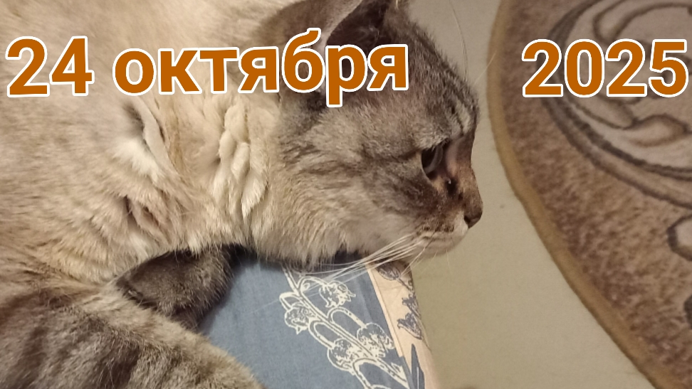 24 октября 2025. Великое Растаможивание. смотреть онлайн