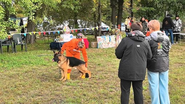 1 Отл. КЧК Star Winner DARK FIRE Лучшая защита! №9. КРАСНОДАР 18 октября`25 Моно немецких овчарок смотреть онлайн