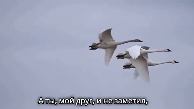 Под крыльями веры смотреть онлайн
