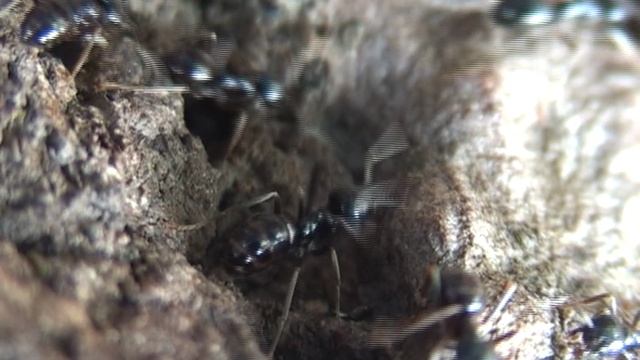 Вильгельм Телль, Джоаккино Россини и муравьи. 1308 год )))