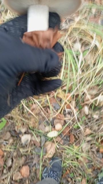 Синие ножки смотреть онлайн