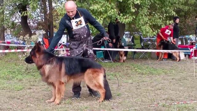 РАБОЧИЙ КОБЕЛИ ДШ / КЧК КРАСНОДАР 18 октября`25 Е.Медведева Моно немецких овчарок смотреть онлайн