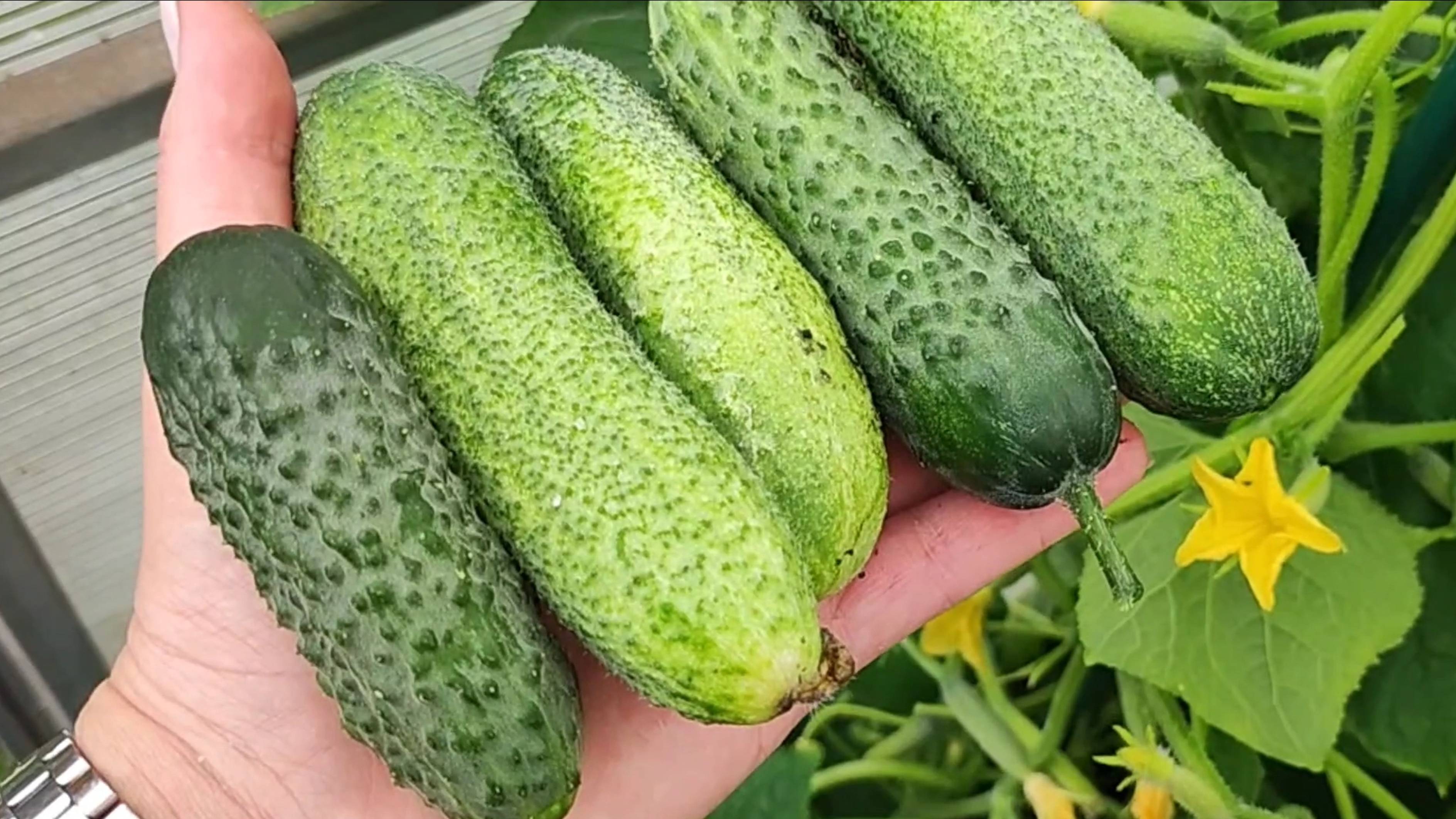 Огурцы, Томаты, Перцы Зимой выращиваю легко, в магазине не покупаю смотреть онлайн