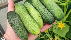 Огурцы, Томаты, Перцы Зимой выращиваю легко, в магазине не покупаю