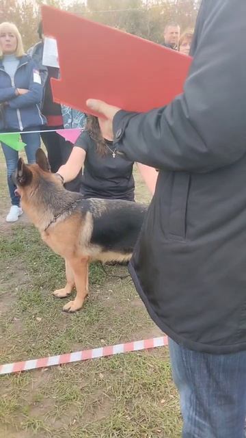 ЮНИОРЫ СУКИ / КЧК РОСТОВ-НА-ДОНУ 19 октября`25 Е.Пудеев Моно немецких овчарок смотреть онлайн