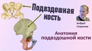 Подвздошная кость. Анатомия подвздошной кости