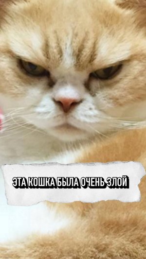 Эта Кошка Была Очень Злой, Но Почему?😢