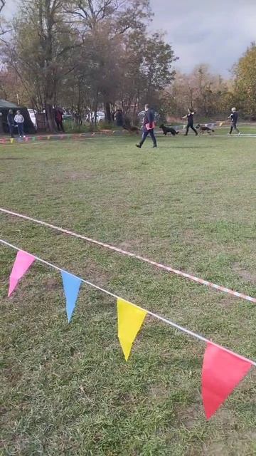 ПОДРОСТКИ КОБЕЛИ / КЧК РОСТОВ-НА-ДОНУ 19 октября`25 Е.Пудеев Моно немецких овчарок смотреть онлайн