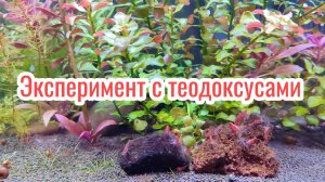 Эксперимент с теодоксусами