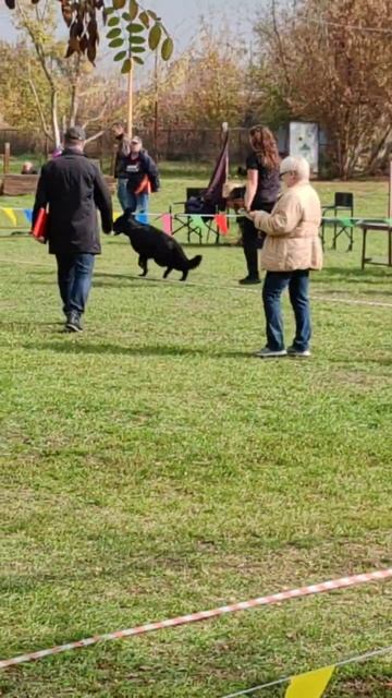 ПОДРОСТКИ КОБЕЛИ / КЧК РОСТОВ-НА-ДОНУ 19 октября`25 Е.Пудеев Моно немецких овчарок смотреть онлайн